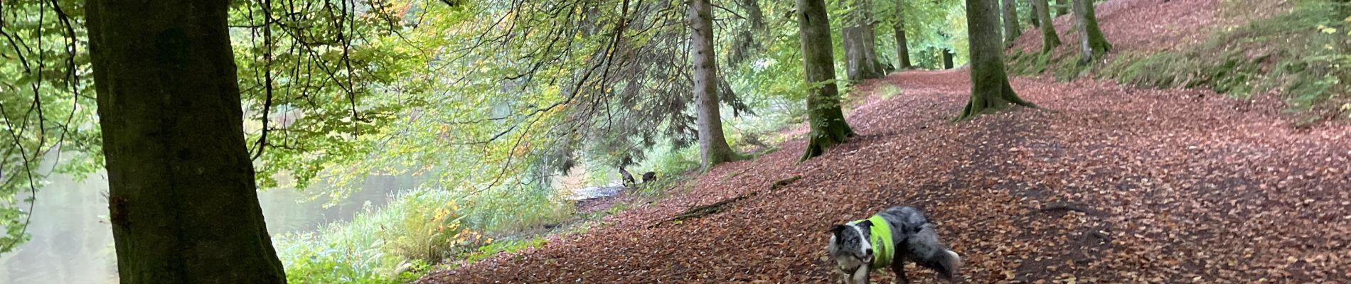 Tour Wandern Martelingen - Dans l’intimité d’une forêt  - Photo