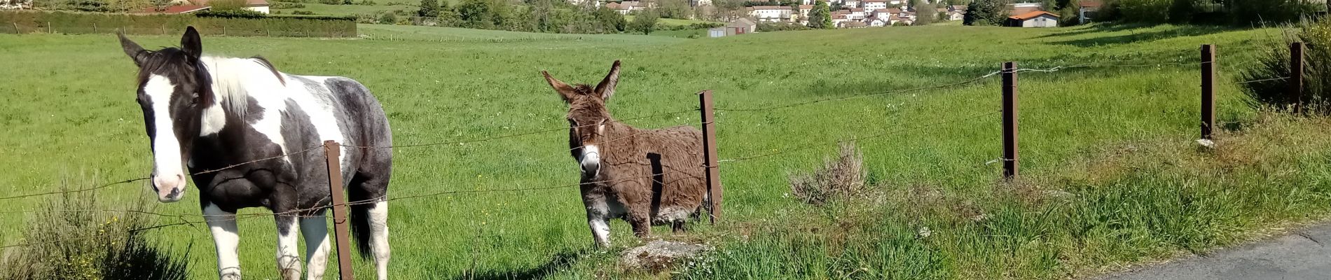 Randonnée Marche Pradelles - Stevenson Pradelles - Le Cheylard l'Evèque - Photo