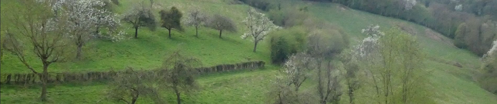 Percorso A piedi Olne - La Saute au départ du Hall Omnisports d'Olne - Photo