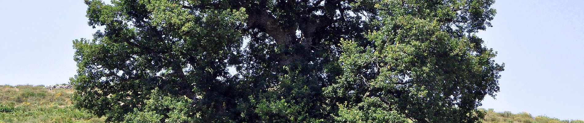 Trail On foot Pioggiola - Mausoleo - Photo