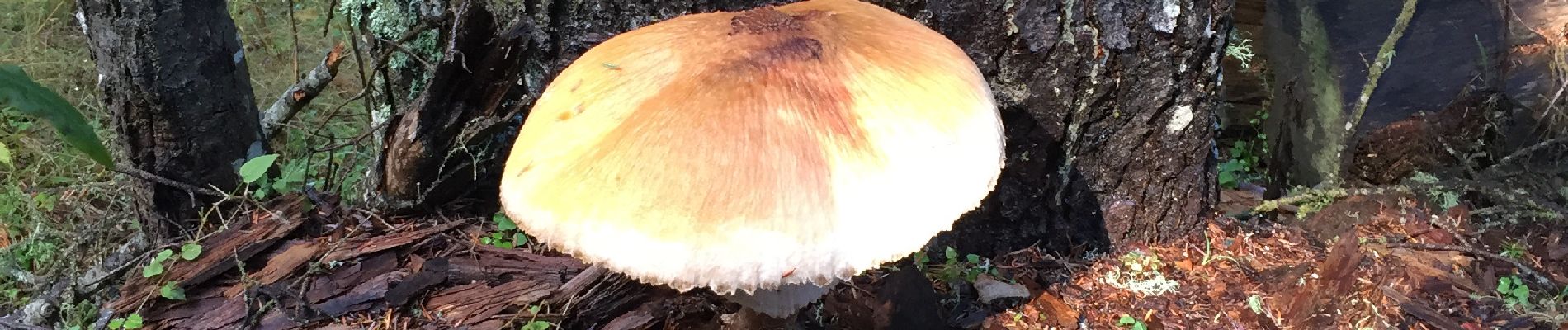 Randonnée Marche La Bollène-Vésubie - Champignons  - Photo