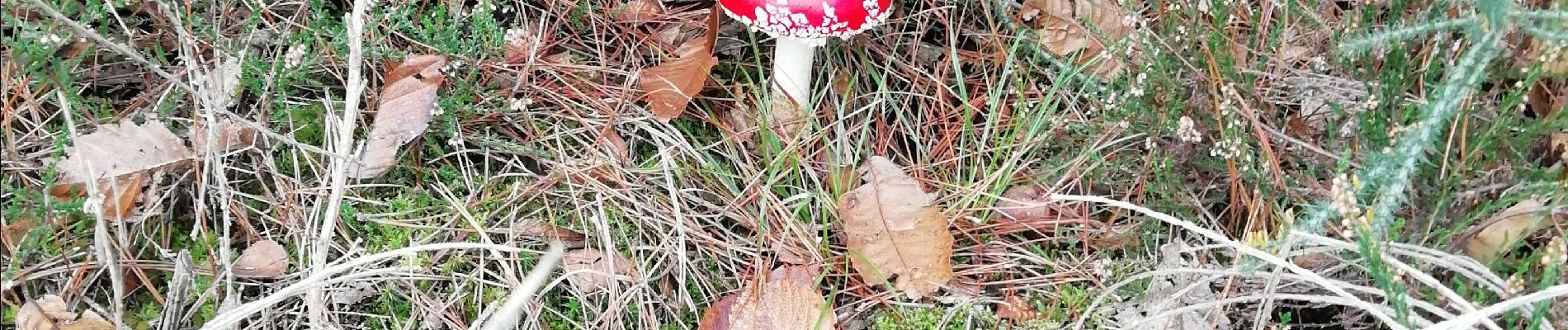 Trail Walking Mesnil-en-Ouche - Autour de Beaumesnil  - Photo