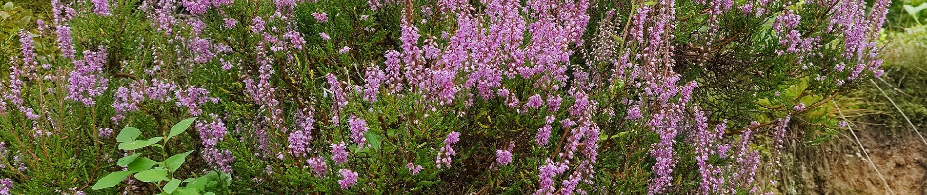 Randonnée A pied Gorxheimertal - Rundwanderweg Pfaffenwald 3: Kohlplattenweg - Photo