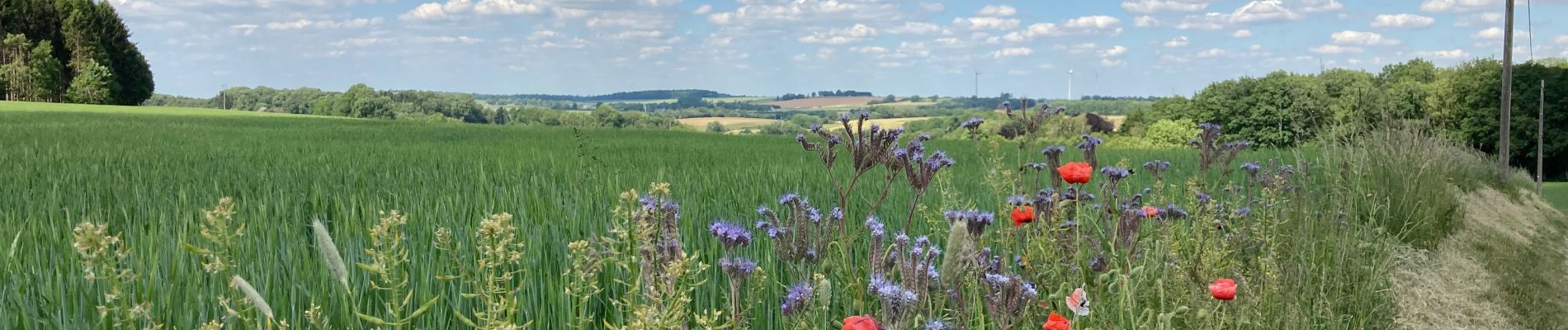 Tocht Stappen Hamois - Sentiers d'Art / Natoye -> Gesves / 2020-05-30 / 22 km - Photo