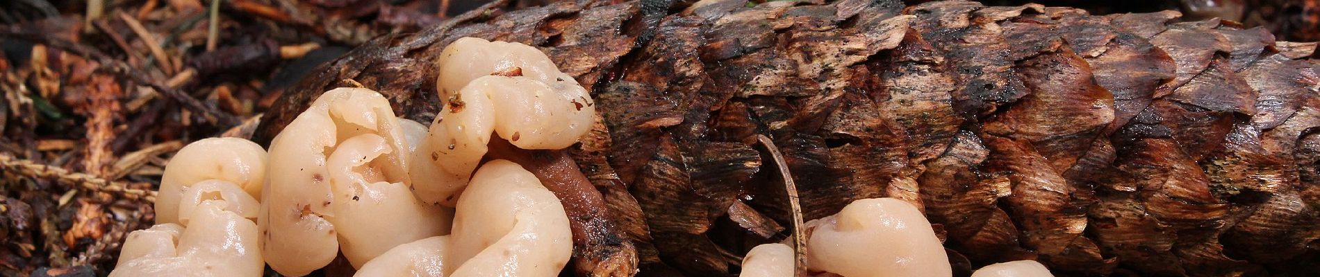 Percorso A piedi Oberstaufen - Premiumwanderweg Alpin Luftiger Grat - Photo