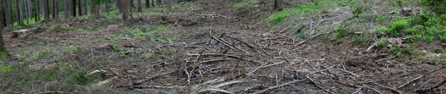 Tour Zu Fuß Ahorntal - Muthmannsreuth Rundwanderweg Nr. 5 - Photo