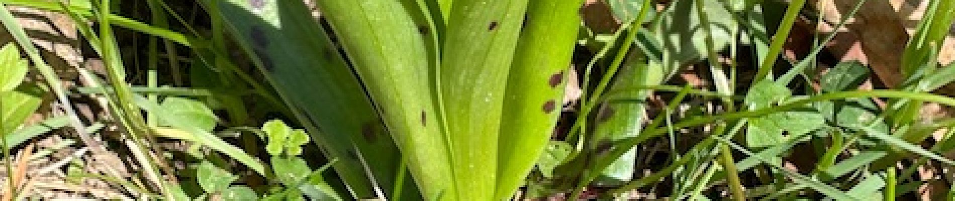 POI Le Cergne - Orchis mâle - Photo