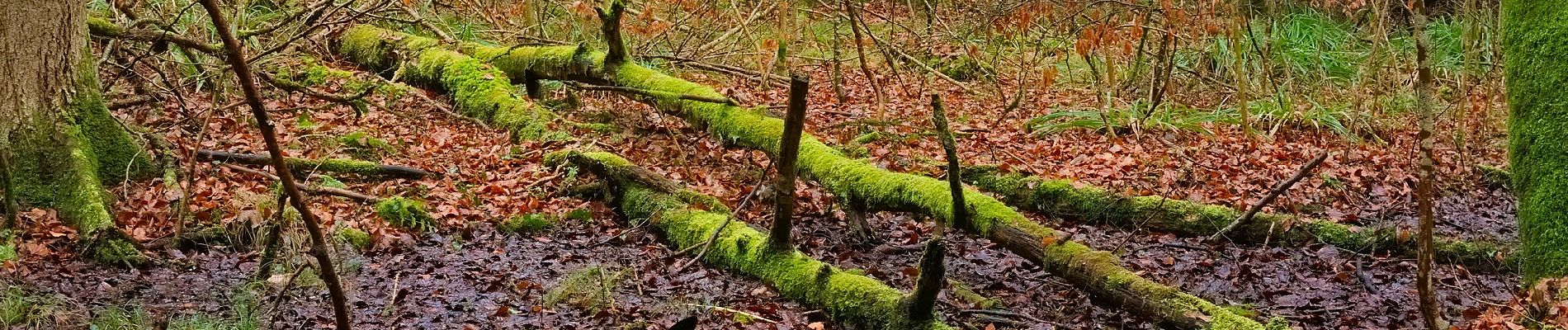 Randonnée A pied Horgen - Waldmatt - Langnau Gattikon - Photo