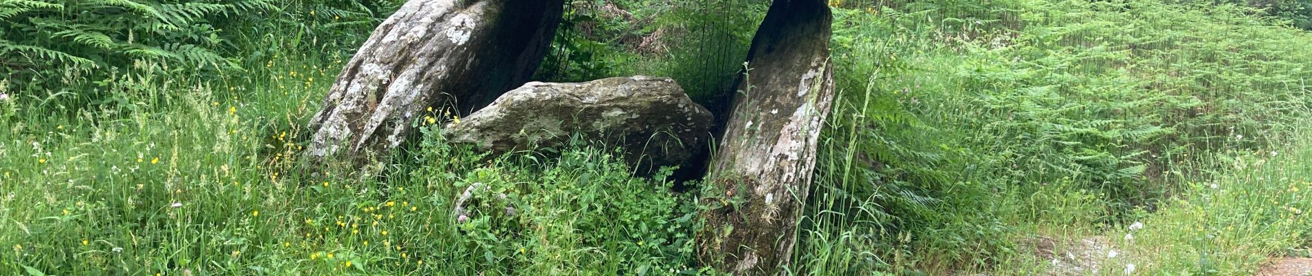 Trail Walking Labastide-Rouairoux - 34 Dolmen de la Gante au dessus de COURNIOU  - Photo