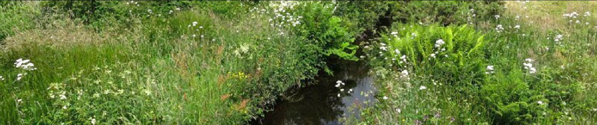 Tocht Te voet West Cork - Trawlebane Walk - Photo