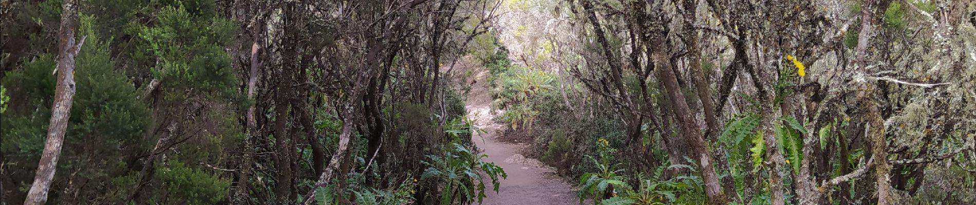 Randonnée Marche Agulo - alto de garajonay - Photo