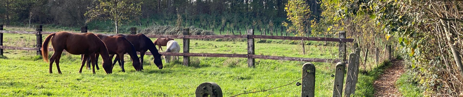 Randonnée Marche Asse - Asse 10,7 km - Photo