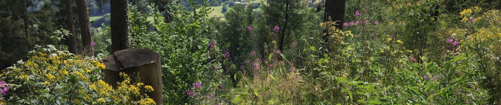 Percorso Mountainbike Lapoutroie - SityTrail - Les Balcons d'Orbey (version courte) - Photo