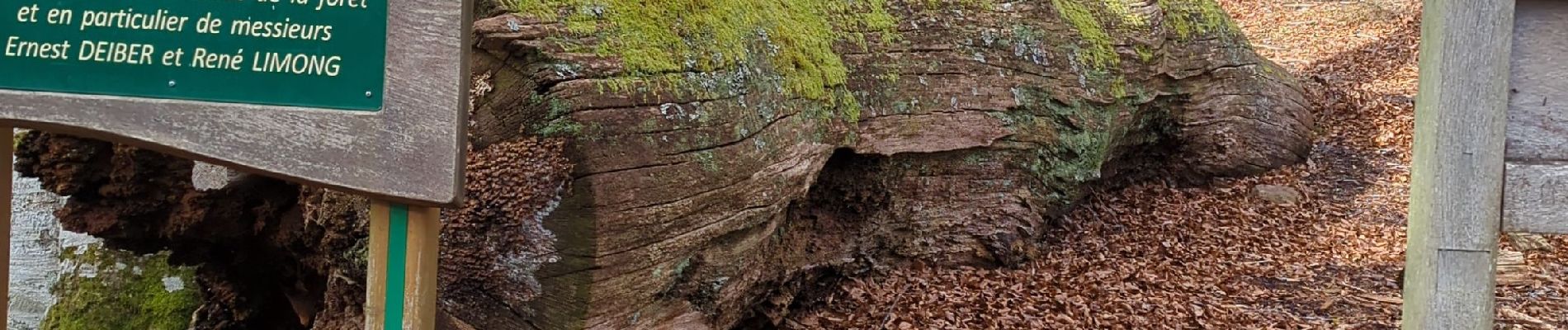 Tour Wandern Oberhaslach - roche pfaffenlapp. oberhaslach - Photo