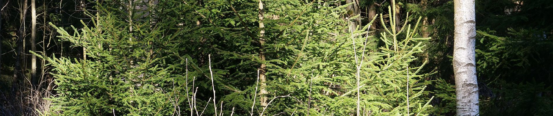 Tocht Te voet Braunlage - Braunlager Rundweg - Photo