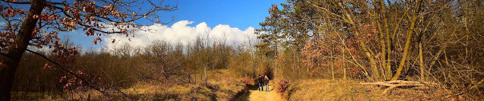 Percorso A piedi Piliscsaba - K+ (Tinnye-hegyi-nyereg - Posta-réti-erdő - Cseresznyés-árok) - Photo