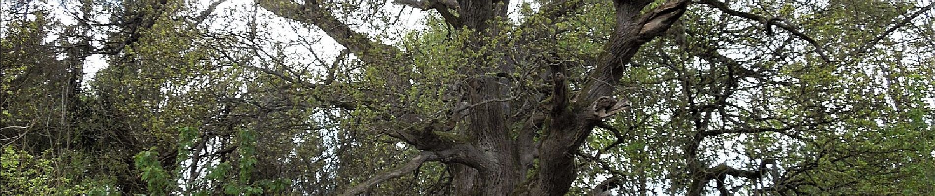 Tocht Te voet Bad Wildungen - Haselnköppl, Naturparkweg 1 - Photo