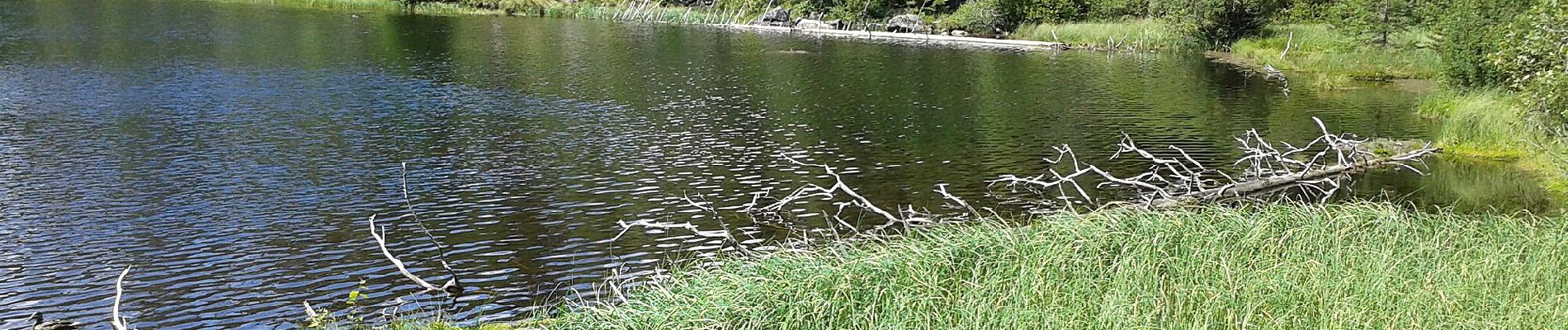 Excursión A pie Železná Ruda - Tetřeví stezka - Photo