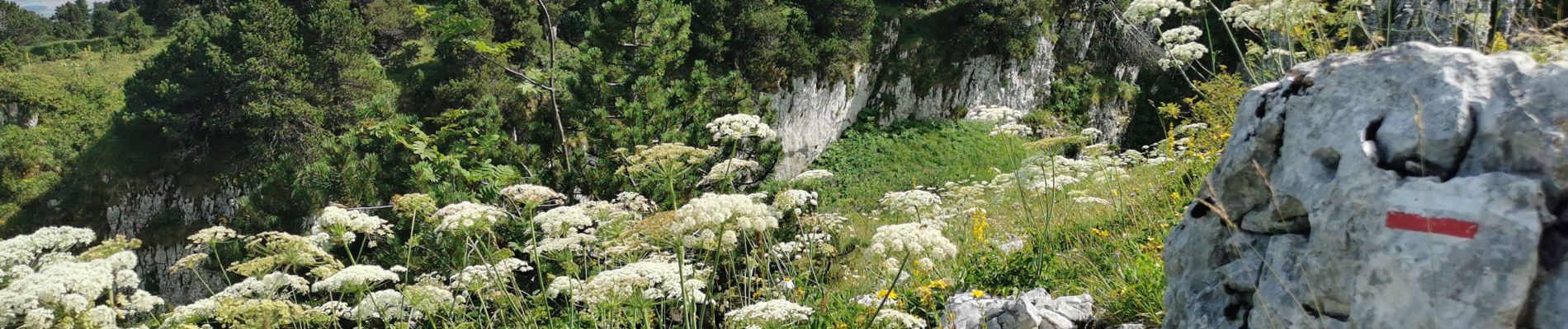 Tour Wandern Mijoux - 2020-07-12_16h25m21_4 PED - MONTS & COMTE Chalet de la Dole - Col de la Faucille - L - Photo