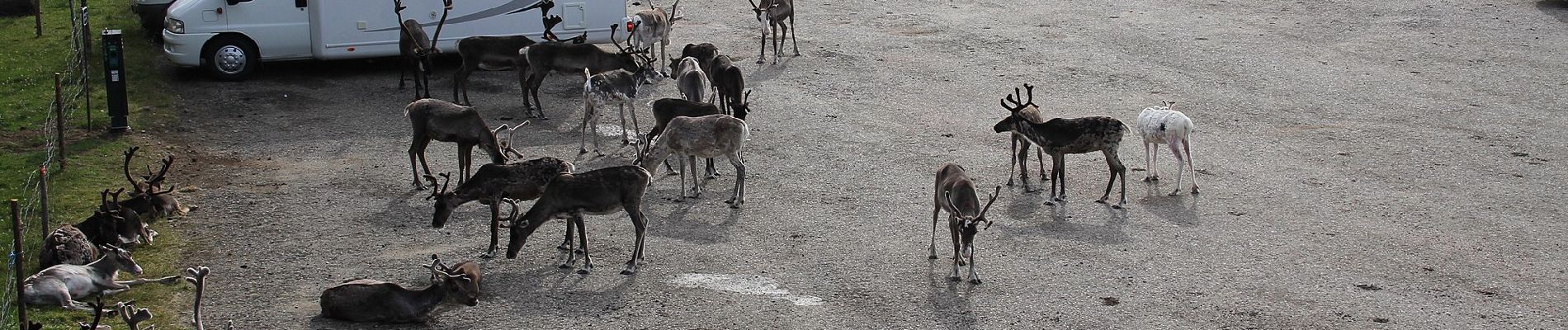 Randonnée A pied Muonio - Palkaskeronkierros - Photo