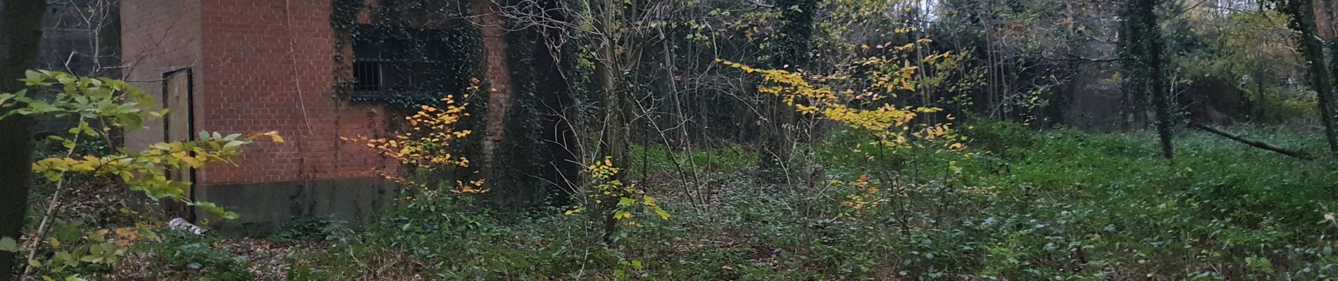 Percorso Marcia Braine-Le-Comte - le griffon du bois commun Hennuyères - Photo