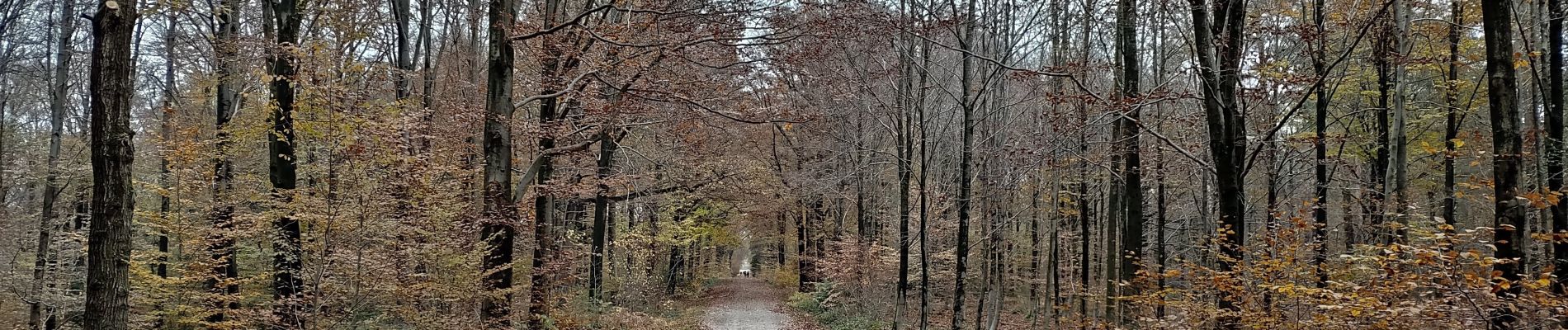 Tour Wandern Limburg - Par Grunhaut - Photo