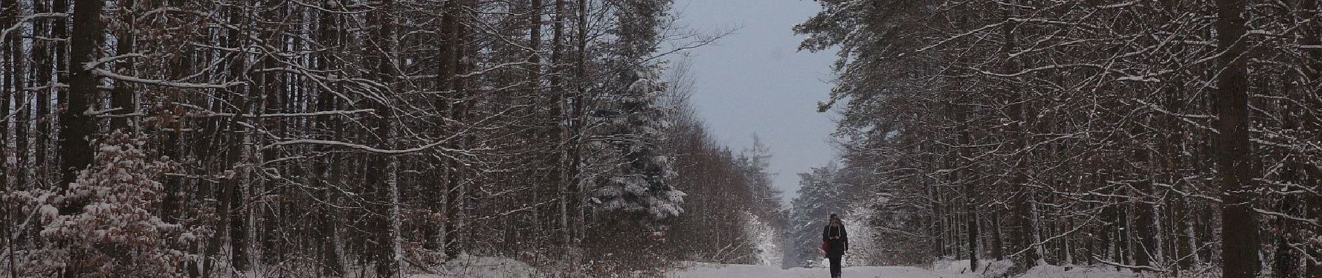 Percorso A piedi Niekłań Wielki - Przyrodnicza Ścieżka Dydaktyczna Klubu 4H w Niekłaniu Wielkim - Photo