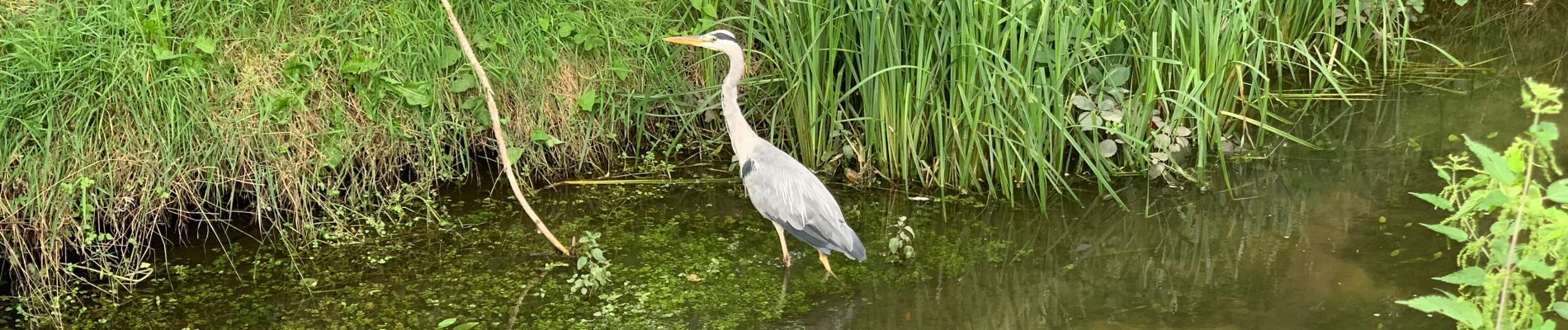 Randonnée Marche Buc - Étangs de la Minière  - Photo