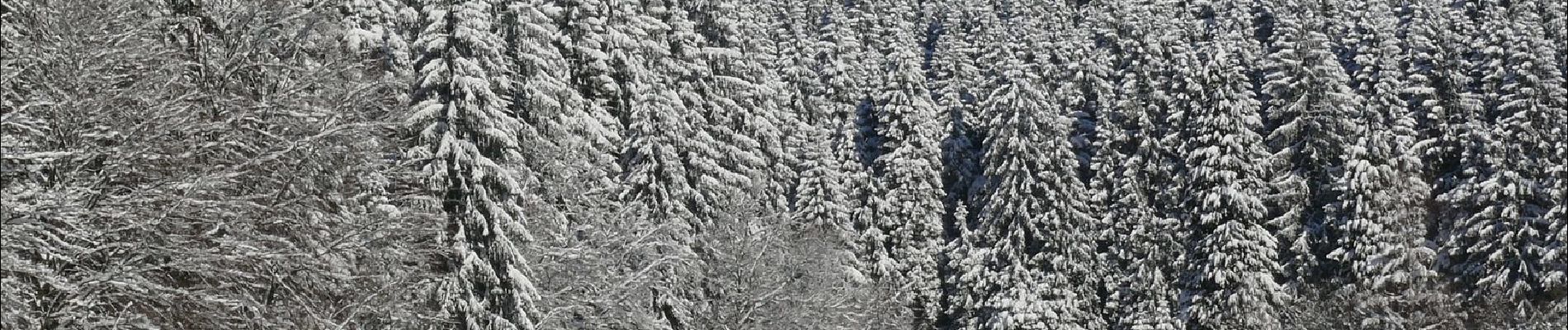 Randonnée A pied Schmallenberg - Sorpetalweg S - Photo