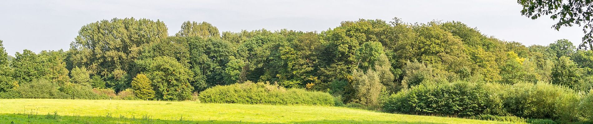 Percorso A piedi Horn-Bad Meinberg - Norderteich-Rundwanderweg [Billerbeck / Entenkrug] - Photo