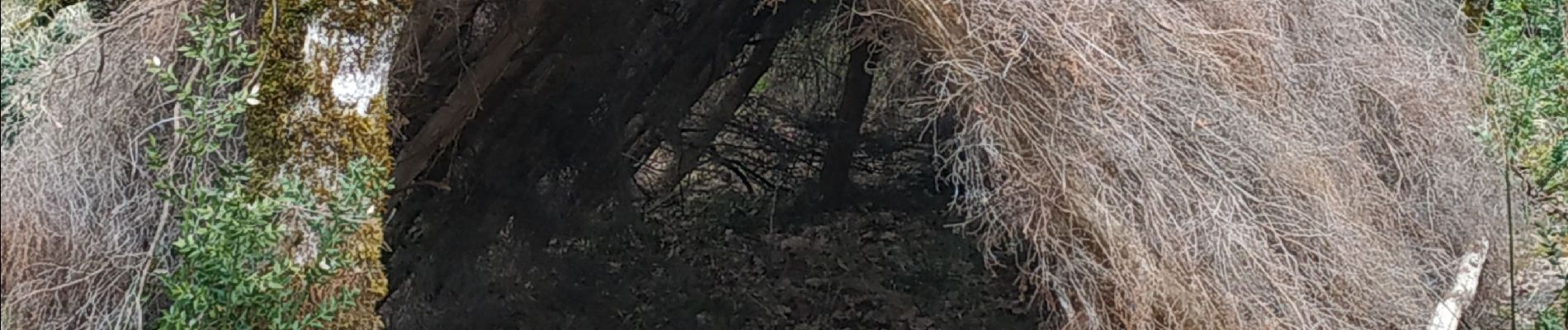 Tocht Stappen Valojoulx - Le petit théâtre de la forêt  - Photo