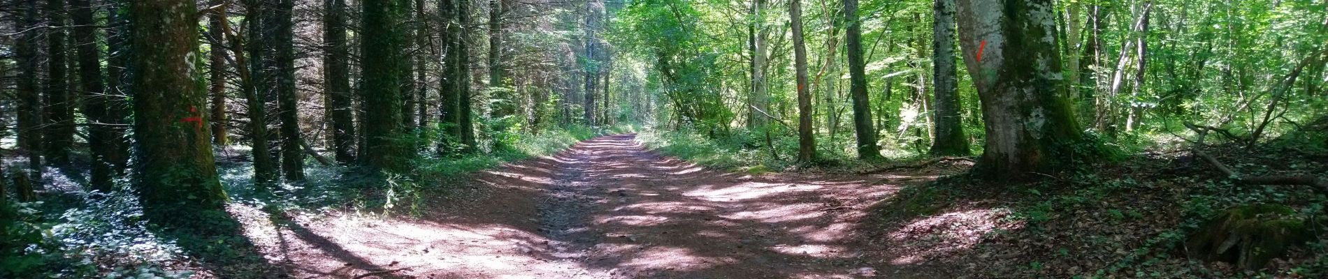 Percorso Marcia Volvic - Balade au col de la Nugère  - Photo