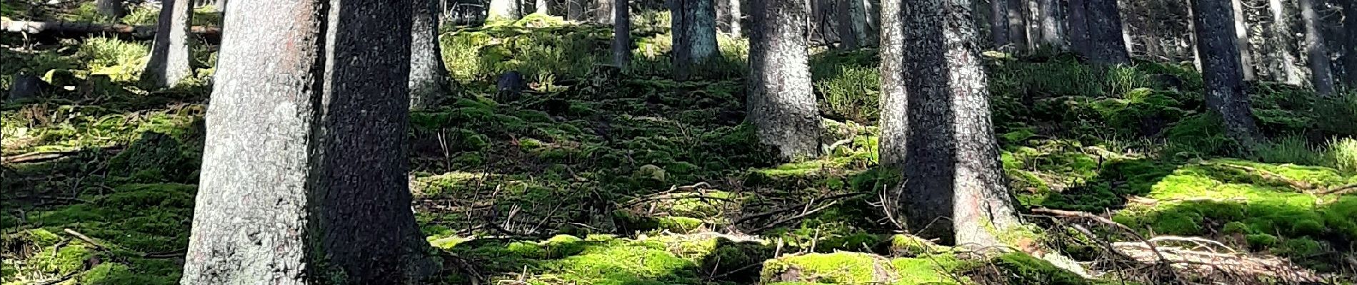 Tour Wandern Malmedy - Trôs-Marèts - Photo