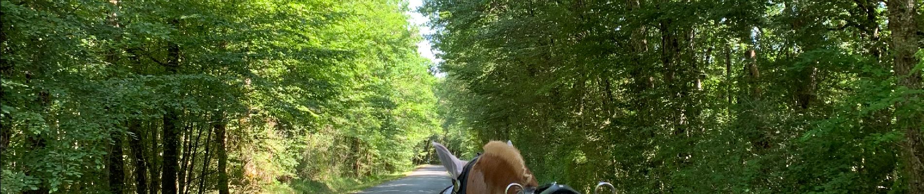 Tour Reiten Mur-de-Sologne - Entrée de Gy - Photo