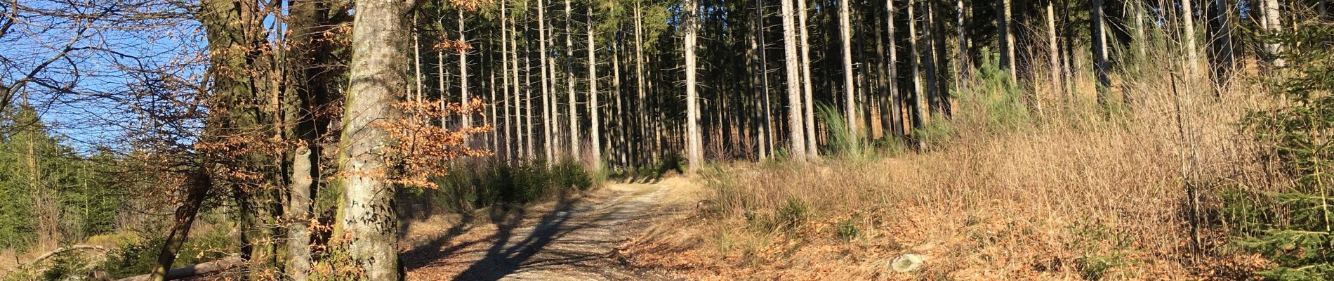 Randonnée Marche Saint-Vith - Forêt infinie - Photo