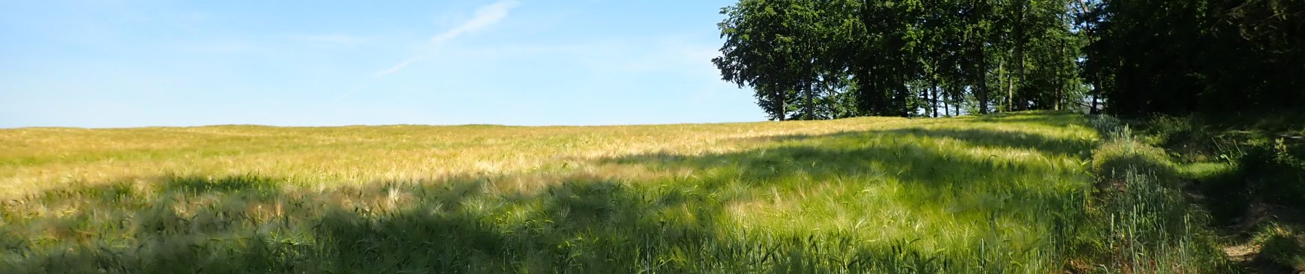 Punto di interesse Chaumont-Gistoux - Vue nord dans le sentier n° 39 - Photo