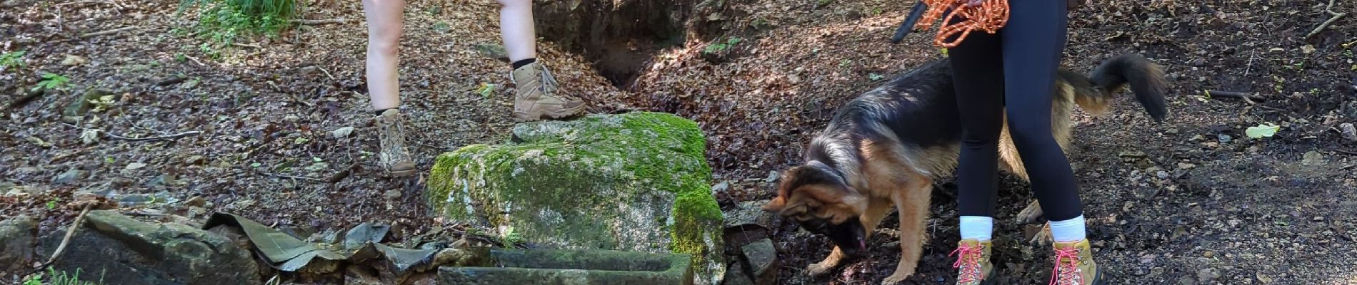 Tour Wandern Schönenberg - champ du feu - Photo