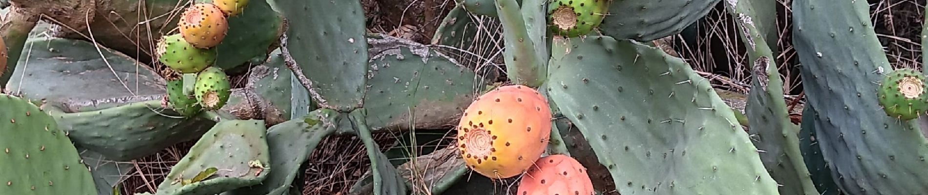 Tocht Stappen Canet-en-Roussillon - petit tour à l´arboretum de Canet ... bof bof bof  - Photo