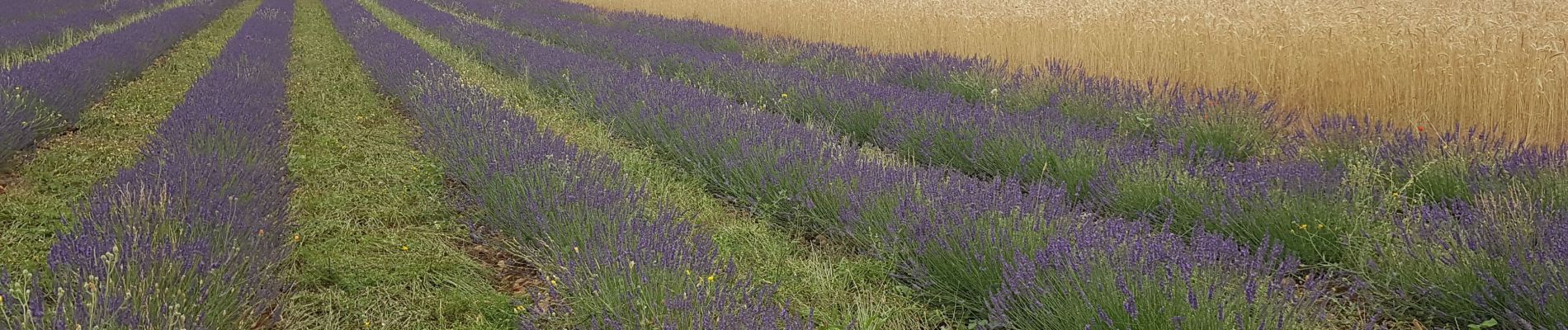 Tour Wandern Valensole - Valensole - L'Adret de Notre Dame - Photo