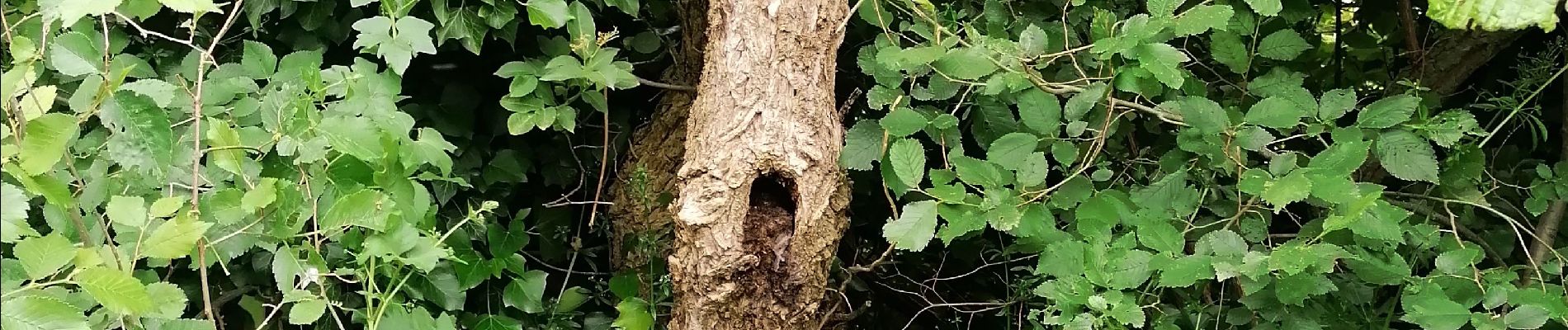 Point of interest Moult-Chicheboville - 🐸 1#10 - Entre Plaine et Marais à Chicheboville🌿 - Photo