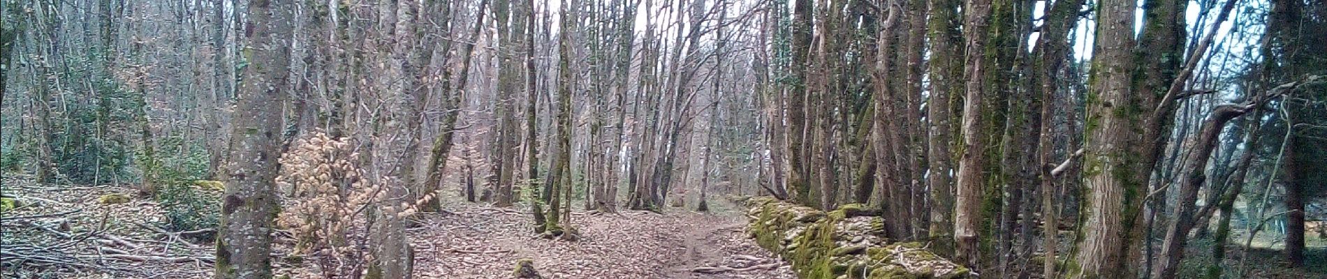 Tocht Stappen Besançon - Forêt de CHAILLUZ - Photo