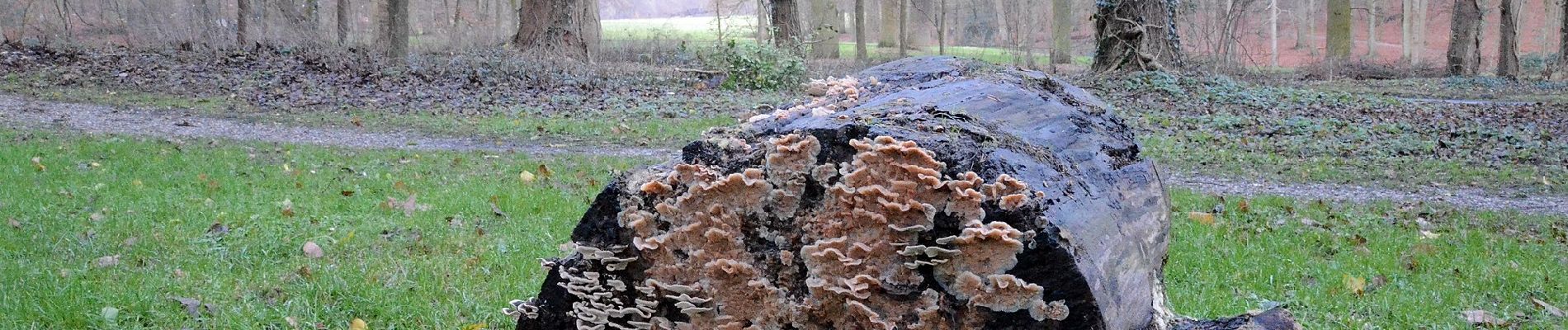 Percorso A piedi Arnhem - Wandelen door park Zypendaal en Sonsbeek - Photo