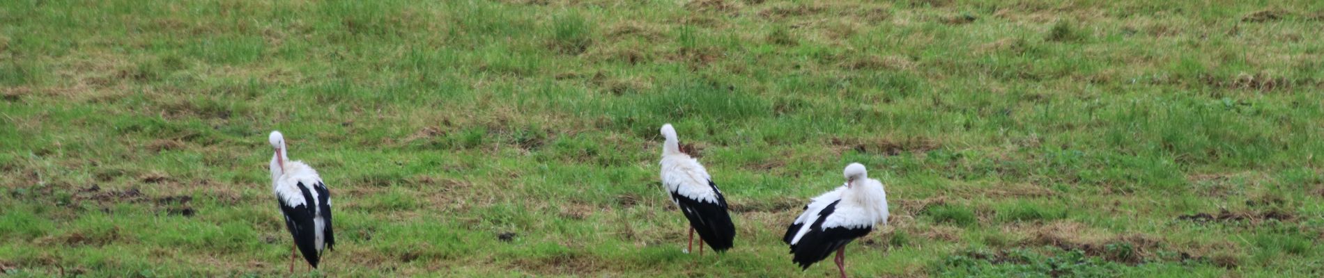 Tour Wandern Tubize - Tubize-GR127-Braine le chateaux-Compostelle-Lembeek - Photo