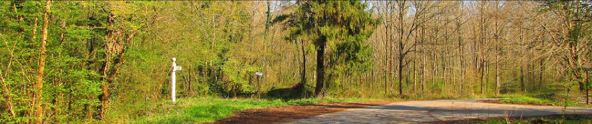 Randonnée Marche Saint-Crépin-aux-Bois - en forêt de Laigue_3_07_2019_La Malmère_Les Croisettes_Monts du Rond Buisson et des Châtillons - Photo