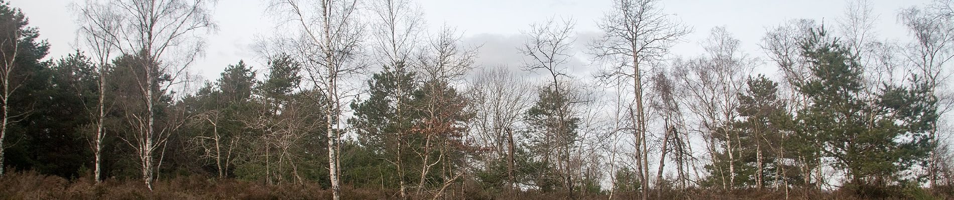 Trail On foot Barbizon - Liaison Fontainebleau-Barbizon - Photo