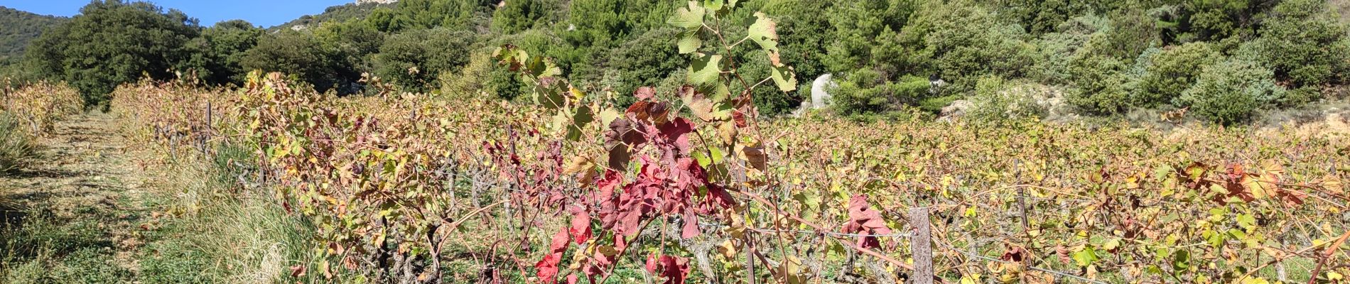 Trail Walking Buis-les-Baronnies - Milmandre  Ubrieux Buis  - Photo