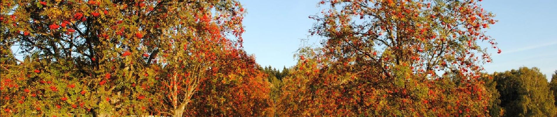 Randonnée A pied Markneukirchen - Wernitzgrün-Haarmühle-Markneukirchen-Erlbach - Photo