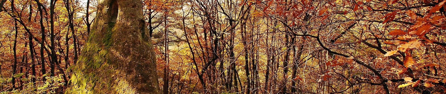 Randonnée A pied Cserépfalu - Ördögtorony tanösvény - Photo