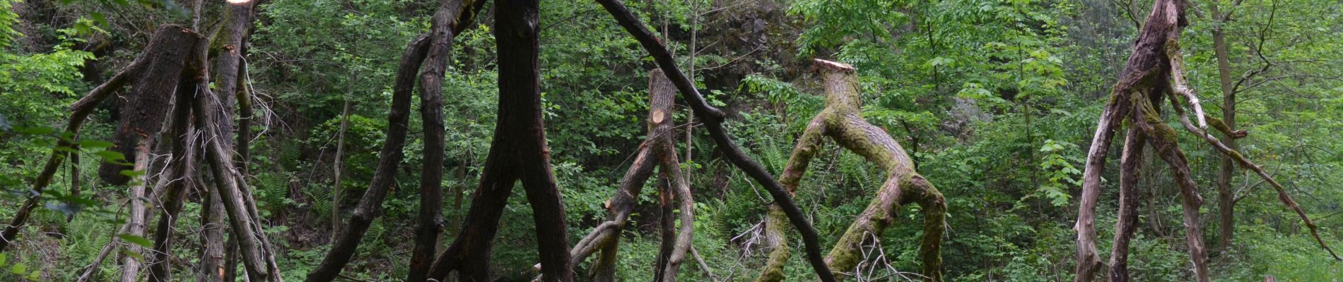 Point d'intérêt Gesves - Sentiers d'Art - Arbres poumons (2018) - Photo