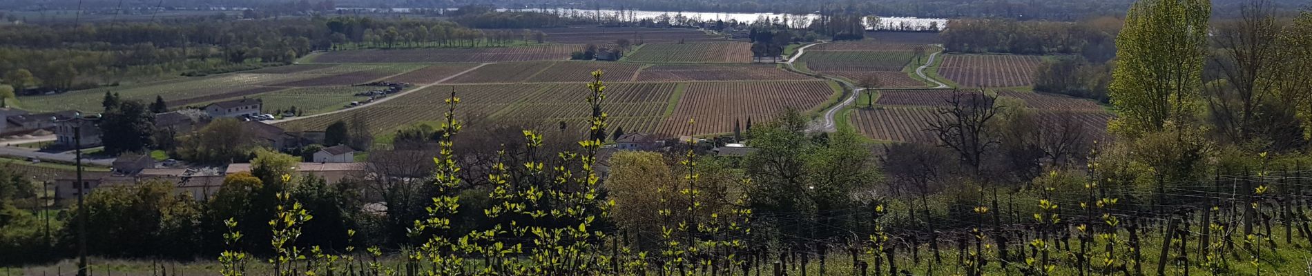 Randonnée Marche Saint-Michel-de-Fronsac -  Saint-Michel de fronsac - Photo